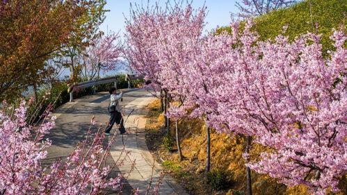 樱花资源,探寻我国丰富的樱花资源之旅